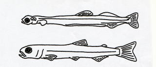 図の上は体長20mmのシラスアユ。下は体長40mmの変態した稚魚アユ