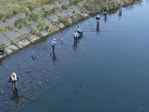狩野川下流域の千歳橋下に陣取る毛鉤釣り師たちの写真