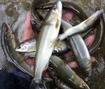 赤石川1号堰堤で釣れた鮎の写真